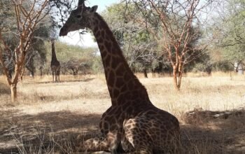 131996624_3715434321836619_5560845707930906394_n